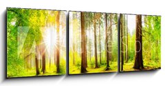 Obraz 3D třídílný - 150 x 50 cm F_BM178083347 - Beautiful forest panorama with big trees and bright sun - Krásné lesní panorama s velkými stromy a jasné slunce