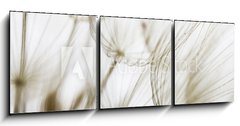 Obraz 3D tdln - 150 x 50 cm F_BM180759298 - Dandelion seed closeup