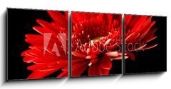 Obraz 3D tdln - 150 x 50 cm F_BM18414597 - Red daisy-gerbera on black background.