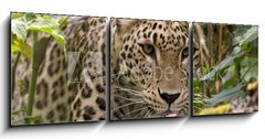 Obraz 3D tdln - 150 x 50 cm F_BM18926181 - Persian Leopard