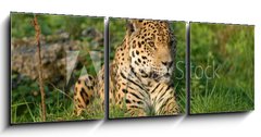 Obraz 3D tdln - 150 x 50 cm F_BM19063802 - Leopard