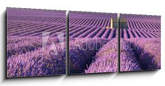 Obraz 3D tdln - 150 x 50 cm F_BM195185269 - Lavender fields in Plateau de Valensole with a stone house in Summer. Alpes de Haute Provence, PACA Region, France
