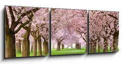 Obraz 3D tdln - 150 x 50 cm F_BM19656458 - Kirschgarten in voller Bl te