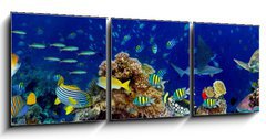 Obraz 3D tdln - 150 x 50 cm F_BM196736176 - colorful wide underwater coral reef panorama banner background with many fishes turtle and marine life / Unterwasser Korallenriff breit Hintergrund