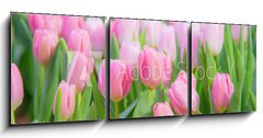 Obraz 3D tdln - 150 x 50 cm F_BM197459924 - Tulip Flower in the Garden.,Nature background.