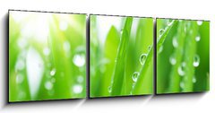 Obraz 3D tdln - 150 x 50 cm F_BM19883892 - Fresh Green Grass