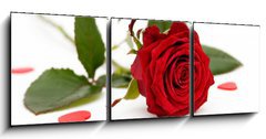 Obraz   red rose, 150 x 50 cm