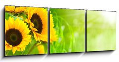Obraz 3D tdln - 150 x 50 cm F_BM20124033 - nature et nergie - fleurs de tournesols sur fond vert - proda a energie