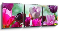 Obraz 3D tdln - 150 x 50 cm F_BM20169360 - Beautiful spring flowers, tulips