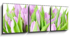 Obraz   Violet tulips isolated on white background, 150 x 50 cm