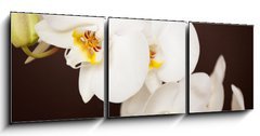 Obraz 3D tdln - 150 x 50 cm F_BM20241888 - Beautiful orchid on brown background