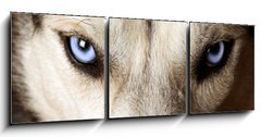 Obraz   Close view of blue eyes of an Husky or Eskimo dog., 150 x 50 cm