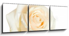 Obraz 3D třídílný - 150 x 50 cm F_BM2079431 - white rose isolated - bílá růžová izolované