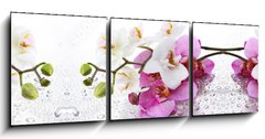 Obraz 3D tdln - 150 x 50 cm F_BM212597911 - Beyaz ve Pembe Orkide Panoramik