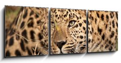 Obraz 3D tdln - 150 x 50 cm F_BM21374937 - Leopard Hunting