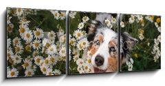 Obraz 3D tdln - 150 x 50 cm F_BM215121166 - A happy dog in flowers. The pet is smiling. Field Camomiles. The Astralian Shepherd Tricolor