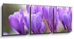 Obraz 3D tdln - 150 x 50 cm F_BM21779067 - Violet Crocuses in the garden