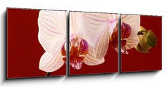 Obraz   orchid on red background, 150 x 50 cm