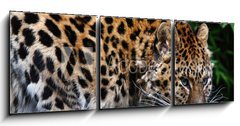 Obraz   Amur Leopard eating meat, 150 x 50 cm