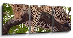Obraz 3D tdln - 150 x 50 cm F_BM23087097 - Leopard sleeping on the tree - Leopard sp na stromu