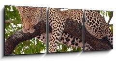 Obraz   Leopard sleeping on the tree, 150 x 50 cm