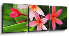 Obraz 3D tdln - 150 x 50 cm F_BM23491751 - Plumeria flowers - Plumeria kvtiny