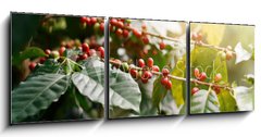 Obraz 3D tdln - 150 x 50 cm F_BM235909488 - Fresh coffee beans on bunch trees.