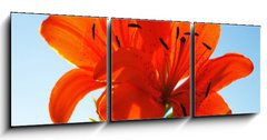 Obraz   two lilies, 150 x 50 cm