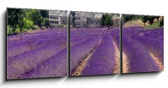 Obraz 3D tdln - 150 x 50 cm F_BM23986776 - France - Paca - Abbaye de Senanque