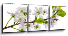 Obraz 3D tdln - 150 x 50 cm F_BM24127573 - white cherry blossom close-up