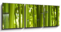 Obraz 3D tdln - 150 x 50 cm F_BM24255297 - Bambus Bamboo 06
