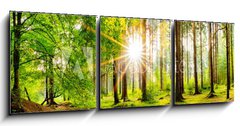 Obraz 3D třídílný - 150 x 50 cm F_BM245602125 - Beautiful forest panorama in spring with bright sun shining through the trees - Krásné lesní panorama na jaře s jasným sluncem prosvítajícím mezi stromy
