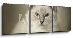 Obraz 3D tdln - 150 x 50 cm F_BM24974948 - 16 week old ragdoll kitten