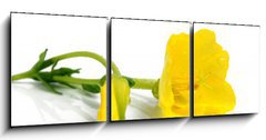 Obraz 3D tdln - 150 x 50 cm F_BM25236816 - evening primrose