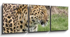 Obraz 3D tdln - 150 x 50 cm F_BM2526283 - leopard