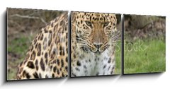 Obraz 3D tdln - 150 x 50 cm F_BM2526308 - focused leopard - zamen leopard