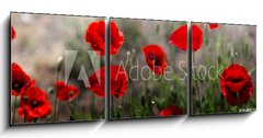 Obraz 3D tdln - 150 x 50 cm F_BM254517671 - Red poppy on green weeds field. Poppy flowers.Close up poppy head. red poppy. Papaver rhoeas