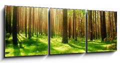 Obraz 3D tdln - 150 x 50 cm F_BM25769239 - Misty Old Forest