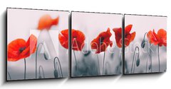 Obraz 3D tdln - 150 x 50 cm F_BM258336158 - Red poppy flowers isolated on gray background.