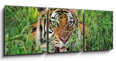 Obraz 3D tdln - 150 x 50 cm F_BM25950312 - Bengal Tiger