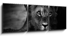 Obraz 3D tdln - 150 x 50 cm F_BM26051475 - Young lion portrait