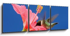 Obraz   Male Ruby throated Hummingbird (archilochus colubris), 150 x 50 cm