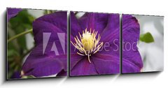 Obraz 3D tdln - 150 x 50 cm F_BM2618623 - violet flower