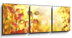 Obraz 3D třídílný - 150 x 50 cm F_BM264386223 - Beautiful colorful autumn natural background panorama. Orange autumn foliage on blurred gold background glows in sunlight outdoors in nature. Template with copy space. - Krásné barevné podzimní přírodní pozadí panorama. Oranžové podzimní listí na rozmazaném zlatém pozadí září na slunci venku v přírodě. Šablona s kopií vesmíru.