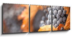 Obraz 3D tdln - 150 x 50 cm F_BM26469796 - Lush, Ripe Wine Grapes with Mist Drops on the Vine - Sv, zral vinn hrozny s mlhou kles na vinici