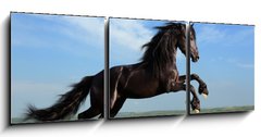 Obraz 3D tdln - 150 x 50 cm F_BM26473191 - beautiful black horse playing on the field