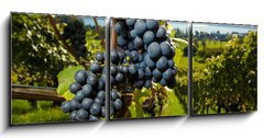 Obraz 3D tdln - 150 x 50 cm F_BM26496881 - ripe Purple Grapes