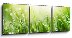 Obraz 3D třídílný - 150 x 50 cm F_BM265607915 - Juicy lush green grass on meadow with drops of water dew in morning light in spring summer outdoors close - Šťavnatá svěží zelená tráva na louce s kapkami rosy v ranním světle v jarním létě venku zavřít