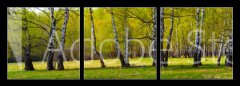 Obraz 3D tdln - 150 x 50 cm F_BM267520361 - Birch grove on a sunny day.