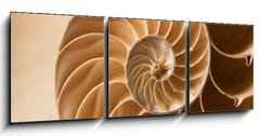 Obraz 3D tdln - 150 x 50 cm F_BM27136631 - close up nautilus shell pattern - zblzka nautilus shell vzor